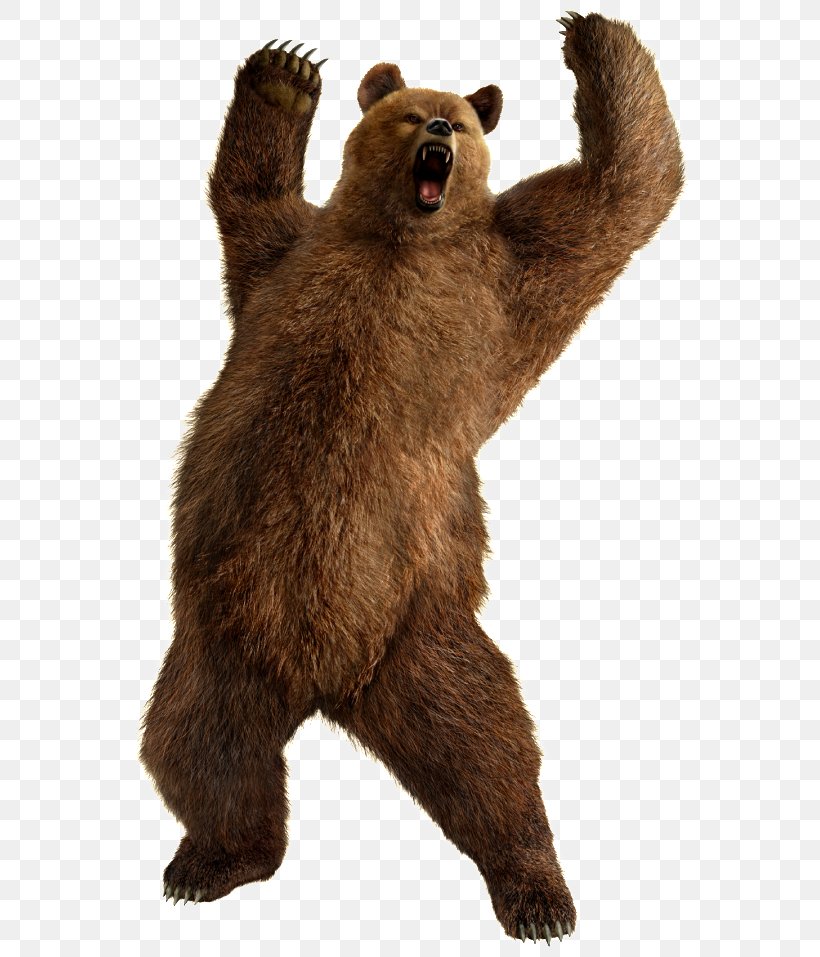 Polar Bear Giant Panda American Black Bear Grizzly Bear, PNG, 635x957px, Bear, American Black Bear, Brown Bear, Caniformia, Carnivoran Download Free