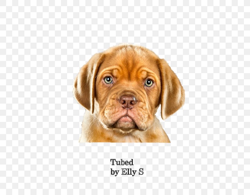 Puggle Dogue De Bordeaux Puppy Vizsla Dog Breed, PNG, 640x640px, Puggle, Carnivoran, Companion Dog, Dog, Dog Breed Download Free