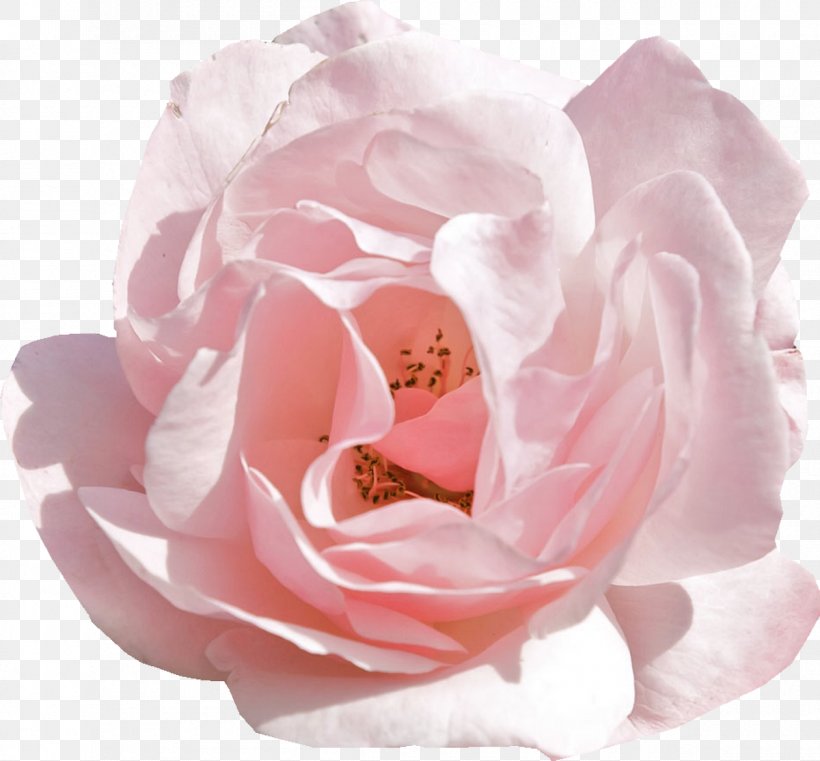 Rose Pink Flowers Desktop Wallpaper Tulip, PNG, 1200x1114px, Rose, Cut Flowers, Floribunda, Flower, Flower Bouquet Download Free