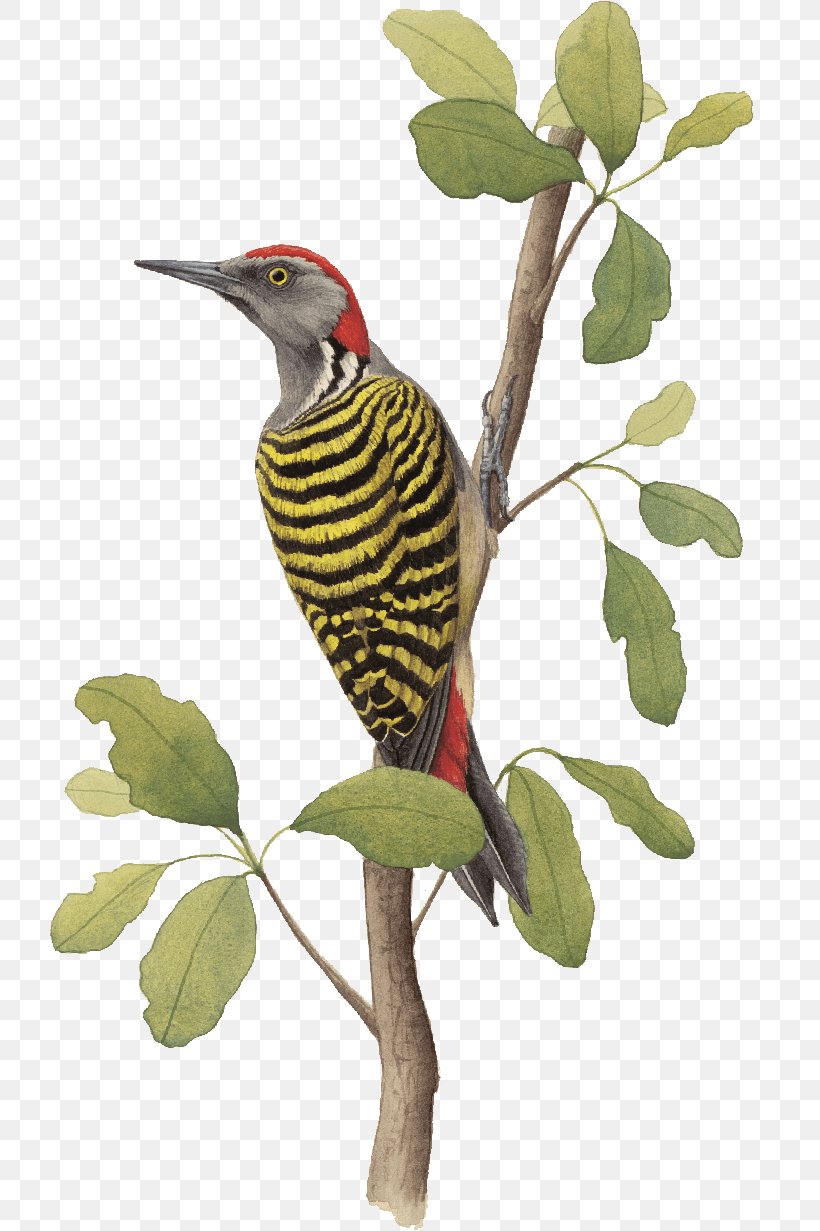 Bird Hispaniola Woodpecker Endemism Alas Colores, PNG, 721x1231px, Bird, Alas Colores, Animal, Beak, Branch Download Free