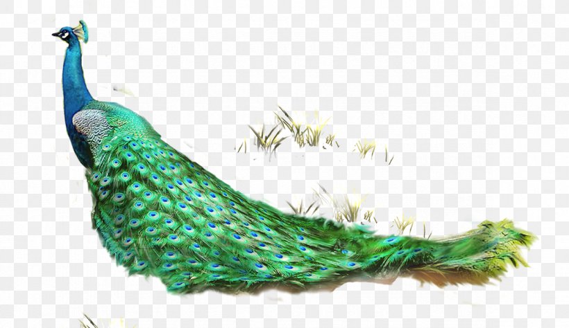 Feather Asiatic Peafowl Computer File, PNG, 1181x683px, Feather, Animal, Asiatic Peafowl, Blue, Editing Download Free