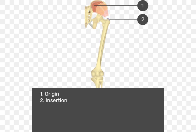 Gluteal Muscles Gluteus Medius Muscle Gluteus Maximus Muscle Gluteus Minimus Muscle Origin And Insertion, PNG, 550x550px, Watercolor, Cartoon, Flower, Frame, Heart Download Free