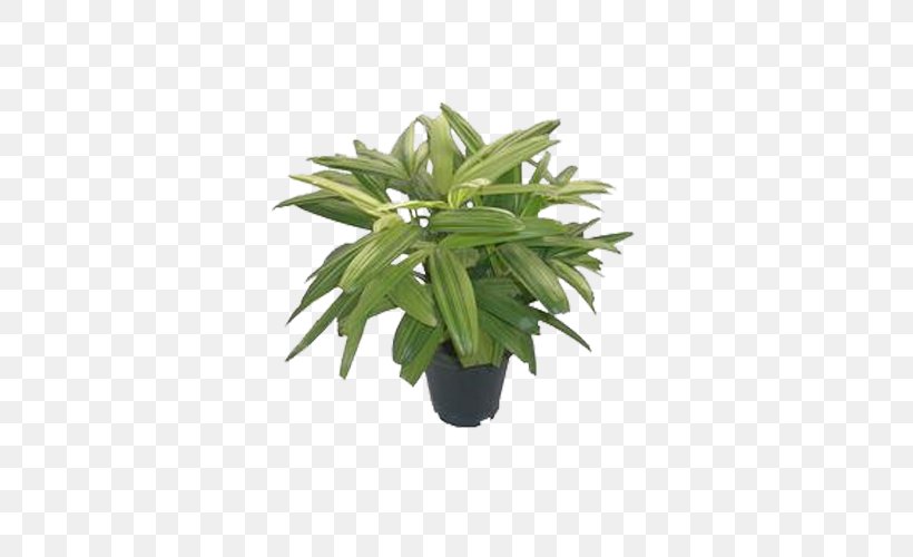 Leaf Flowerpot Houseplant Plant Stem Tree, PNG, 500x500px, Leaf, Evergreen, Flowerpot, Grass, Herb Download Free