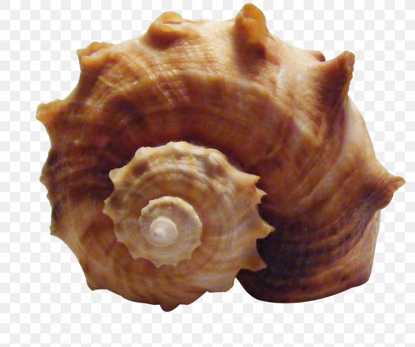 Seashell Shankha Sea Snail Conch, PNG, 2274x1907px, Seashell, Animal Product, Caracola, Clams Oysters Mussels And Scallops, Conch Download Free