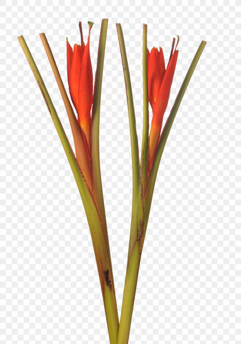 Cut Flowers Plant Lobster-claws Bird Of Paradise Flower, PNG, 870x1244px, Cut Flowers, Banana, Bananas, Bird Of Paradise Flower, Ensete Download Free