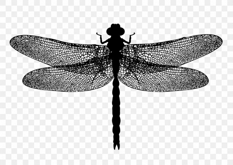 Dragonfly Photography Royalty-free, PNG, 1024x724px, Dragonfly, Art, Arthropod, Black And White, Dragonflies And Damseflies Download Free