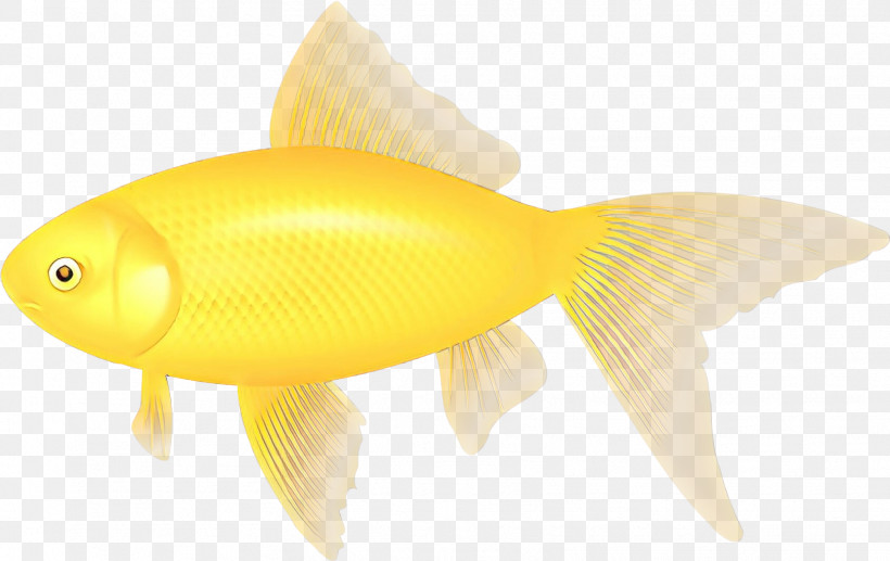 Fish Fish Goldfish Fin Yellow, PNG, 1619x1021px, Fish, Bonyfish, Feeder Fish, Fin, Goldfish Download Free
