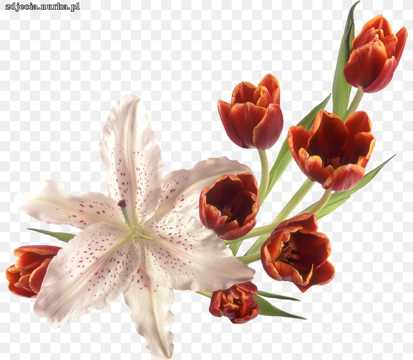 Flower Bouquet, PNG, 800x714px, Flower, Cut Flowers, Digital Image, Floral Design, Flower Bouquet Download Free