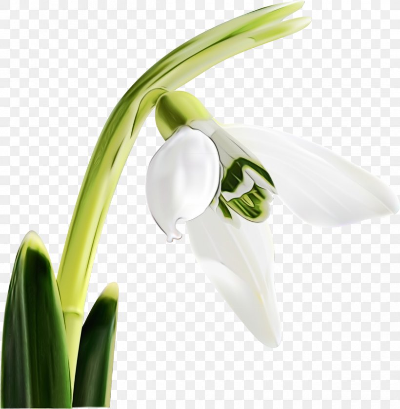 Flower Galanthus Flowering Plant Snowdrop Plant, PNG, 1250x1280px, Watercolor, Amaryllis Family, Flower, Flowering Plant, Galanthus Download Free