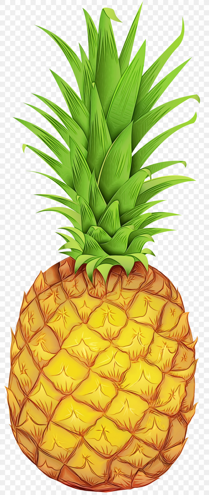 Pineapple, PNG, 1269x3000px, Watercolor, Cartoon, Drawing, Line Art, Paint Download Free
