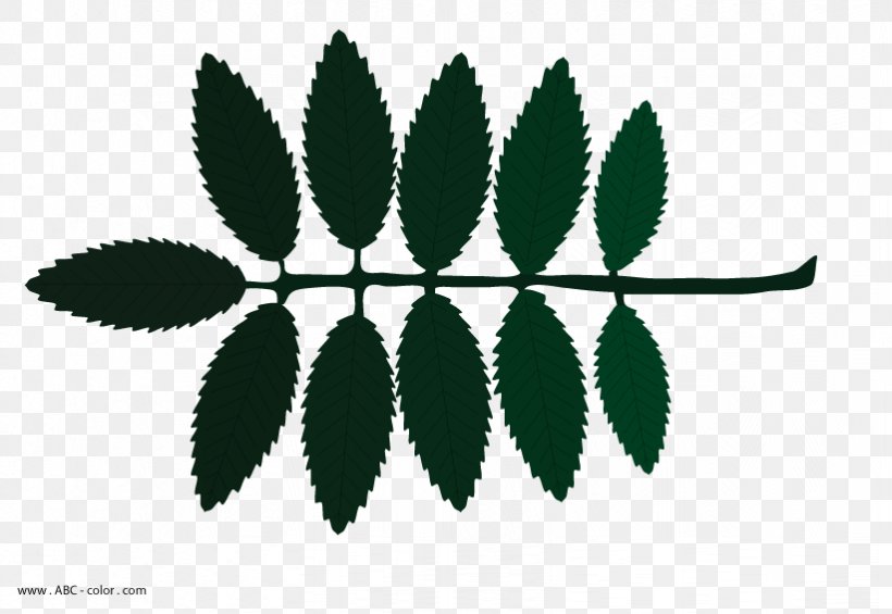Tree Drawing Shrub Leaf, PNG, 822x567px, Tree, Classroom, Drawing, Ecology, Leaf Download Free