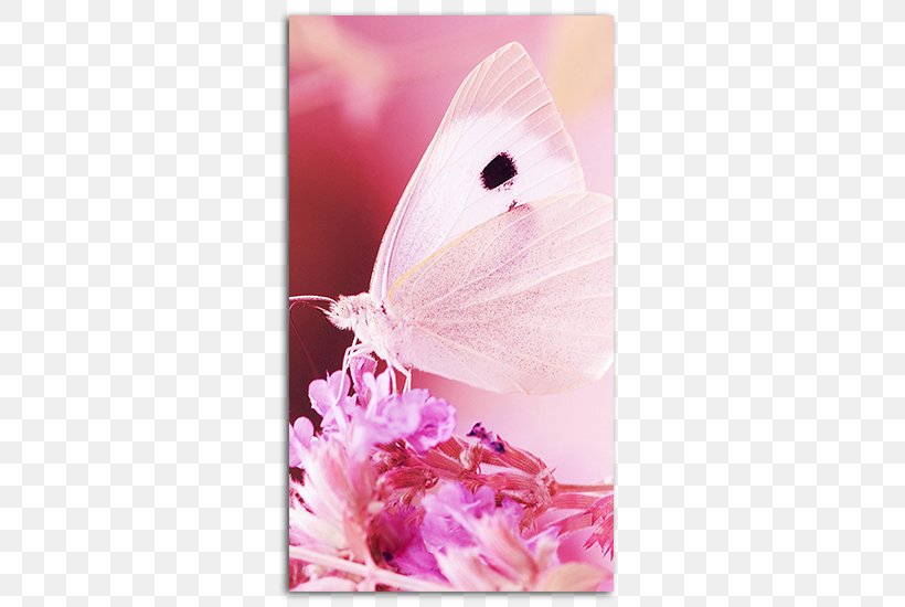 Desktop Wallpaper Apple IPhone 7 Plus Butterfly IPhone 6 Image, PNG, 485x550px, Apple Iphone 7 Plus, Apple, Blue, Butterflies And Moths, Butterfly Download Free