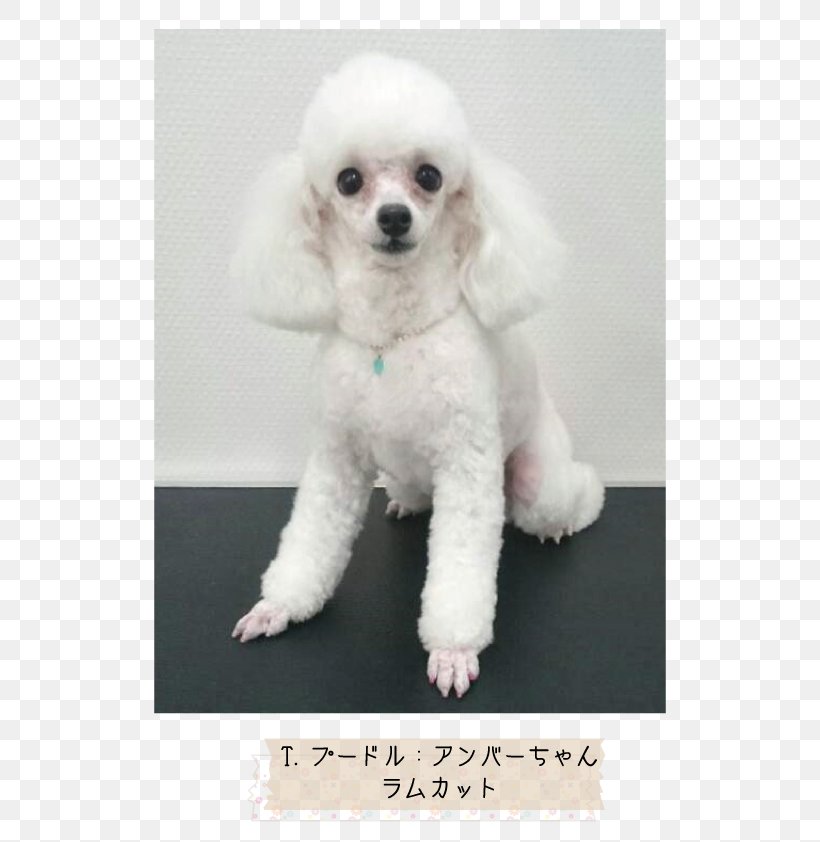 Miniature Poodle Toy Poodle Standard Poodle Puppy, PNG, 595x842px, Miniature Poodle, Breed, Carnivoran, Companion Dog, Crossbreed Download Free