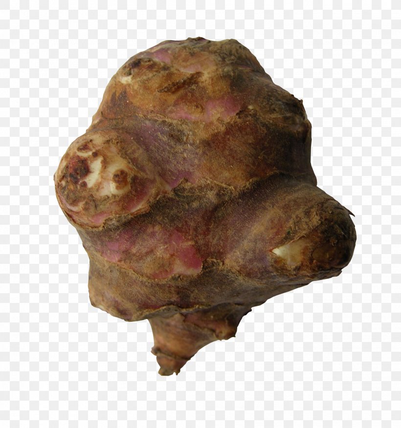 Tuber Snout, PNG, 2032x2172px, Tuber, Animal Source Foods, Rock, Snout Download Free