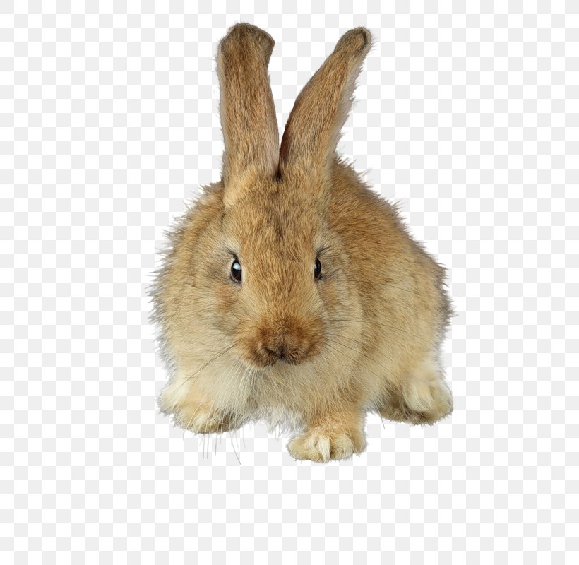 Domestic Rabbit Gxf6ppingen Rechberg Drei Kaiserberge Stuifen, PNG, 533x800px, Domestic Rabbit, Fauna, Fur, Hare, Mammal Download Free
