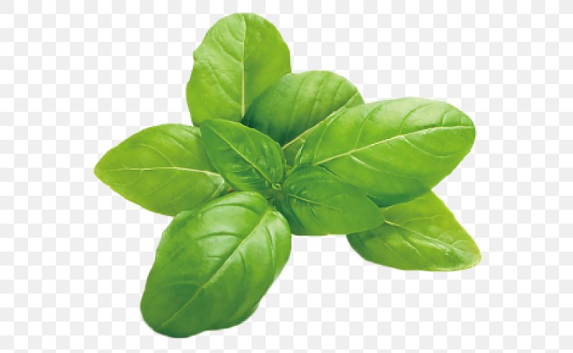 Italian Cuisine Basil Herb Leaf Vegetable Mozzarella, PNG, 601x505px, Italian Cuisine, Basil, Flavor, Herb, Herbalism Download Free