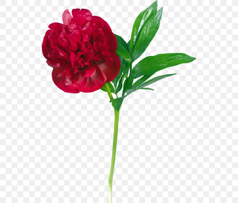 Peony Flower Clip Art, PNG, 534x700px, Peony, Annual Plant, Artificial Flower, Carnation, Cut Flowers Download Free