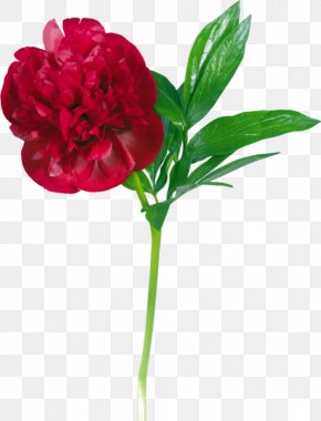Peony - Peony Flower Clip Art PNG