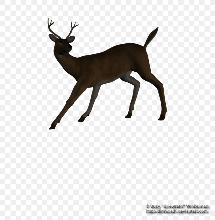 Reindeer White-tailed Deer Elk Antelope, PNG, 1024x1045px, Reindeer, Animal, Antelope, Antler, Deer Download Free
