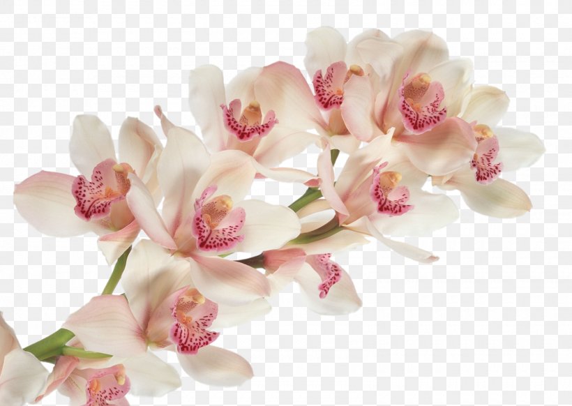 Cattleya Trianae Dancing-lady Orchid Flower Moth Orchids Desktop Wallpaper, PNG, 1600x1137px, Cattleya Trianae, Artificial Flower, Blossom, Cattleya Orchids, Cdr Download Free