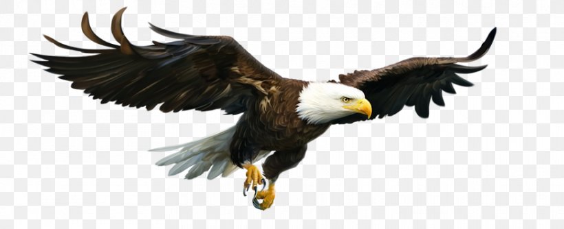 Bald Eagle Presentation Slide Centerblog Microsoft PowerPoint, PNG, 882x360px, Bald Eagle, Accipitridae, Accipitriformes, Beak, Bird Download Free