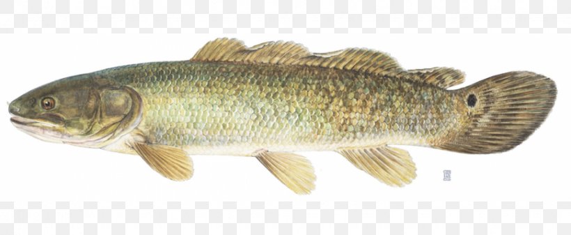 Bowfin Fishing Northern Pike Freshwater Fish, PNG, 870x358px, Bowfin, Angling, Animal Figure, Bass, Bony Fish Download Free