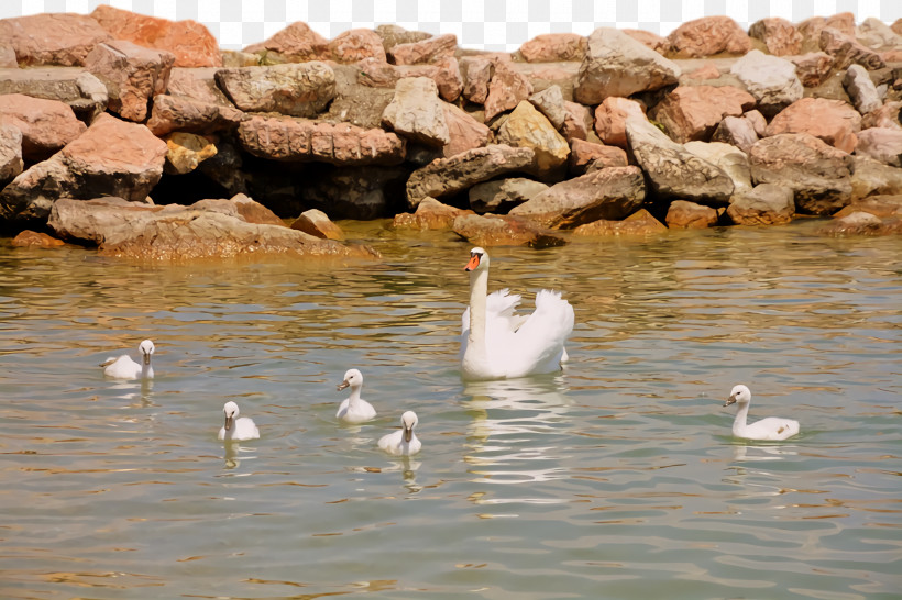 Duck Goose Swans Pond Water, PNG, 1920x1280px, Duck, Beak, Goose, Pond, Seabird Download Free