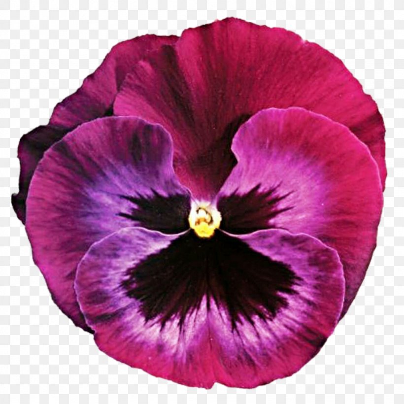 Pansy Flower Violet Clip Art, PNG, 1024x1024px, Pansy, Annual Plant, Blog, Common Sunflower, Cut Flowers Download Free