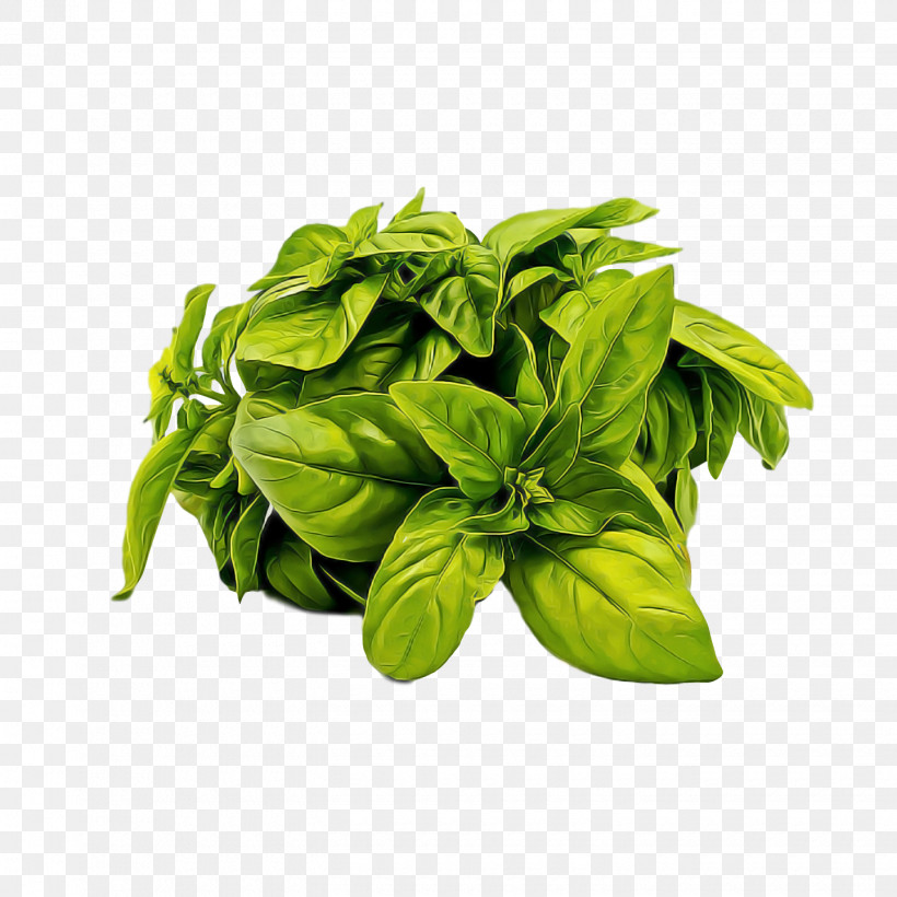 Basil Spinach Vegetarian Cuisine Lemon Basil Pesto, PNG, 1440x1440px, Basil, Beefsteak Plant, Grapefruit, Herb, Ingredient Download Free