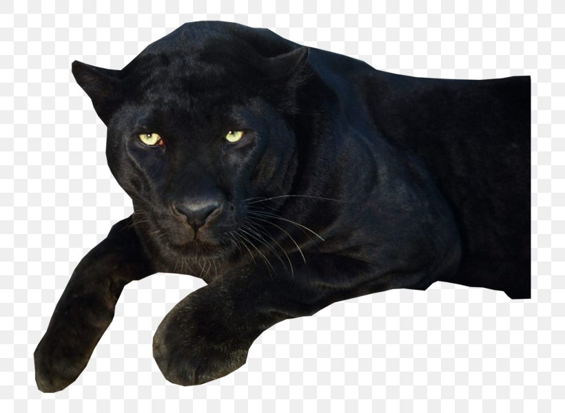 Black Panther Clip Art, PNG, 800x600px, Black Panther, Big Cats, Carnivoran, Cat Like Mammal, Fur Download Free