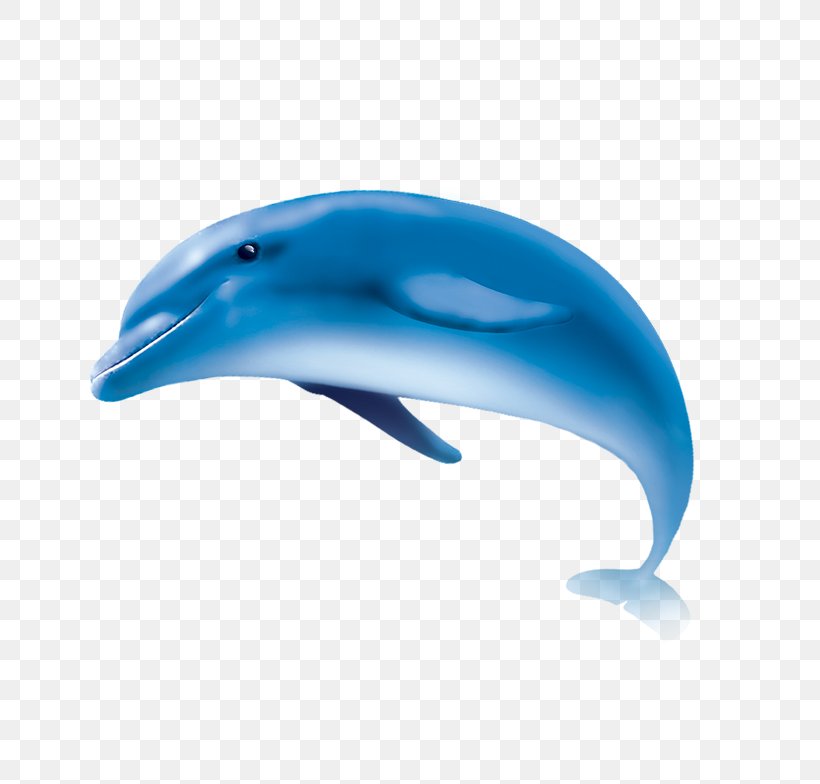 Common Bottlenose Dolphin Short-beaked Common Dolphin Tucuxi Wholphin, PNG, 784x784px, Common Bottlenose Dolphin, Beak, Blue, Dolphin, Fin Download Free