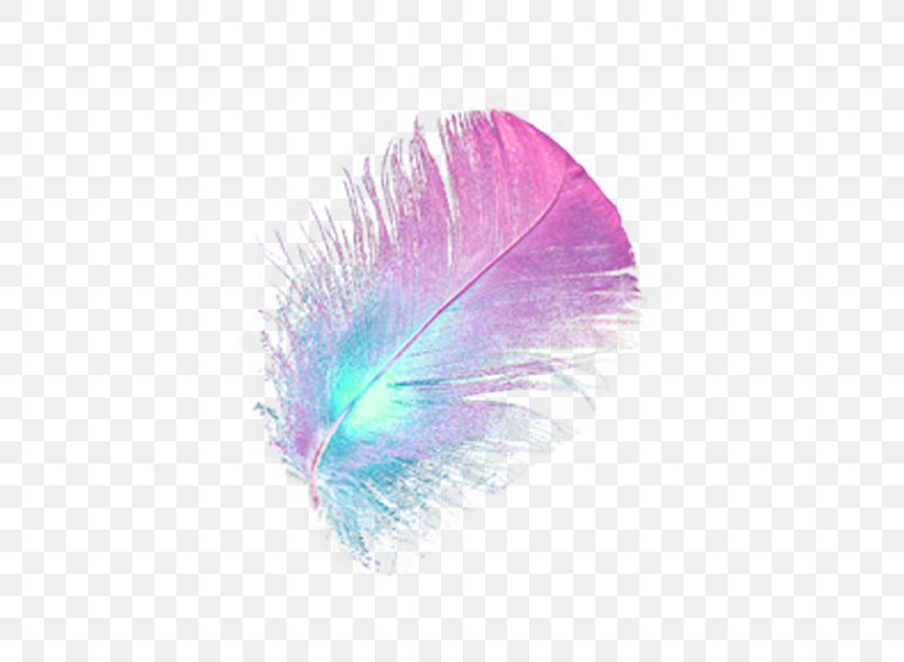 Feather Clip Art, PNG, 600x600px, Feather, Digital Image, Image File Formats, Lossless Compression, Pavo Download Free
