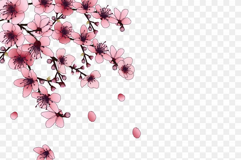National Cherry Blossom Festival Pink, PNG, 5000x3333px, National Cherry Blossom Festival, Blossom, Branch, Cerasus, Cherry Download Free