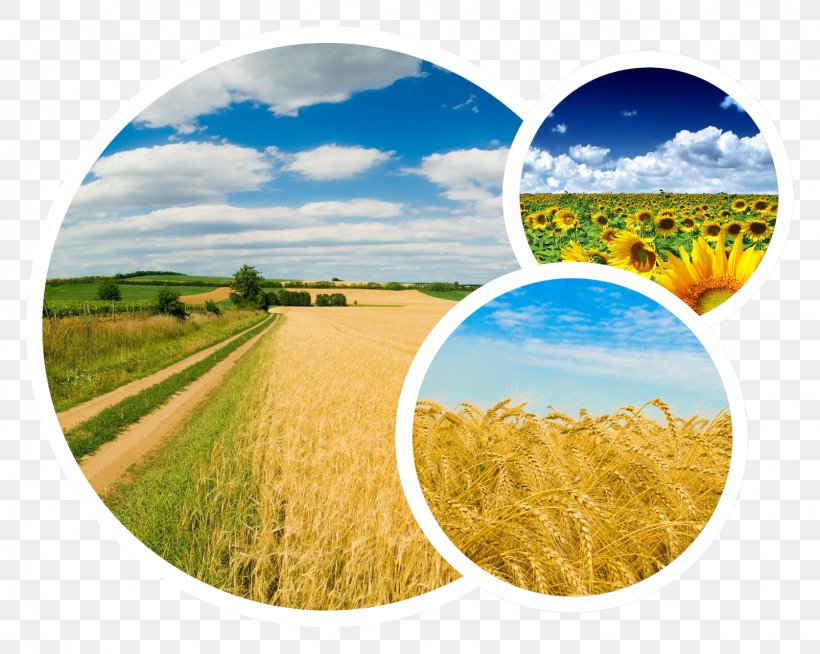 Agrarian Party Of Ukraine Yandex Desktop Wallpaper Russian Language, PNG, 1605x1281px, Ukraine, Agrarian Party Of Ukraine, Agriculture, Christianity, Commodity Download Free