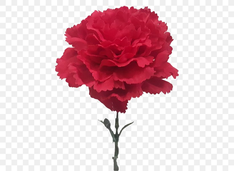 Cut Flowers Carnation Plant Rose, PNG, 800x600px, Cut Flowers, Artificial Flower, Carnation, Dianthus, Family Download Free