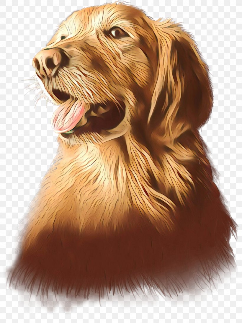 Golden Retriever Background, PNG, 899x1200px, Irish Setter, Animal, Cocker Spaniel, Companion Dog, Dog Download Free