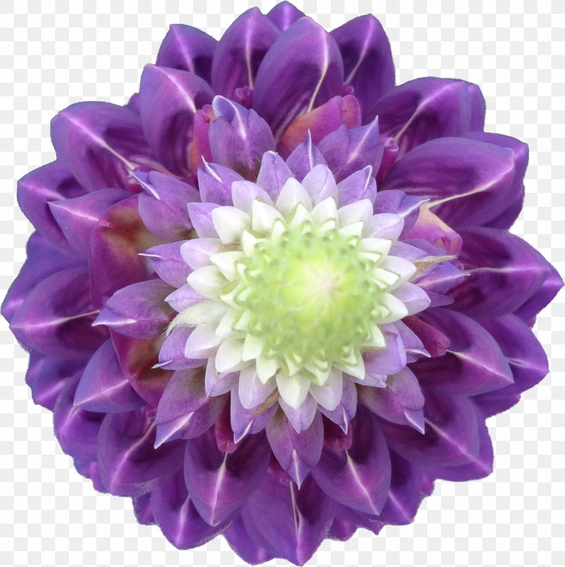 TT, PNG, 2236x2245px, Dahlia, Annual Plant, Chrysanthemum, Chrysanths, Cut Flowers Download Free