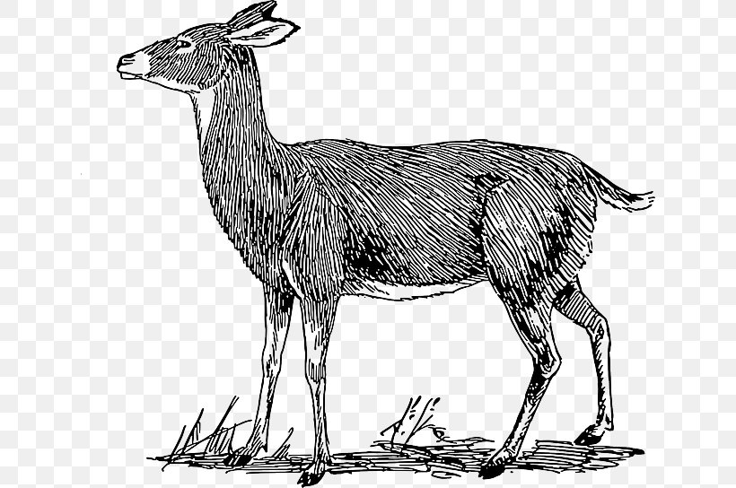 White-tailed Deer Drawing Clip Art, PNG, 640x544px, Deer, Animal Figure, Antelope, Antler, Art Download Free