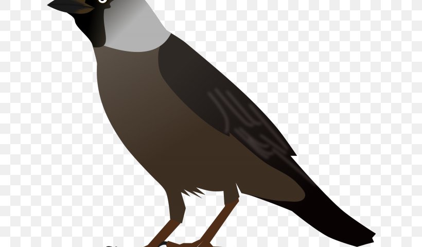A History Of British Birds Clip Art Western Jackdaw Common Myna, PNG, 640x480px, Bird, Asian Koel, Beak, Common Myna, Common Raven Download Free