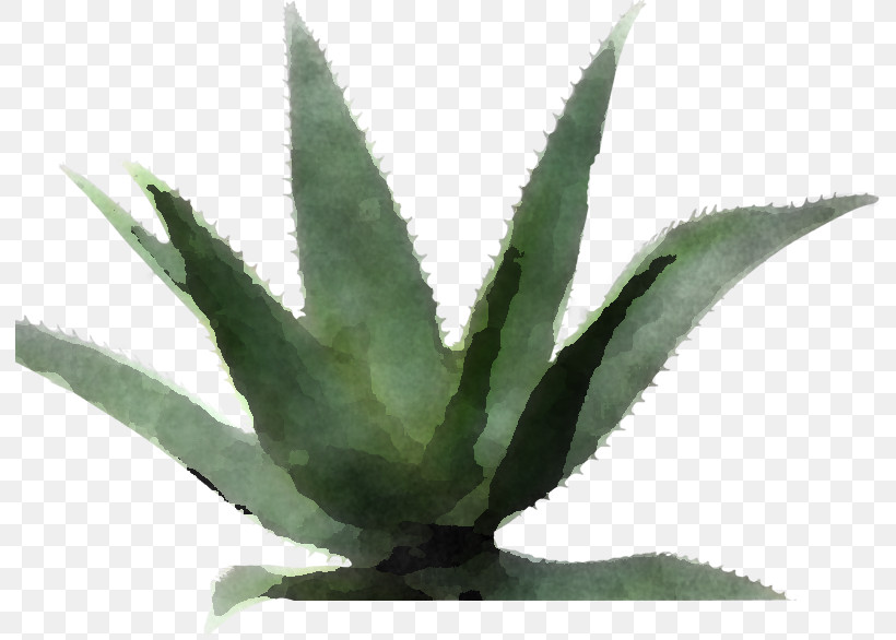 Aloe Vera, PNG, 792x586px, Agave Tequilana, Agave Azul, Aloe Vera, Aloes, Biology Download Free