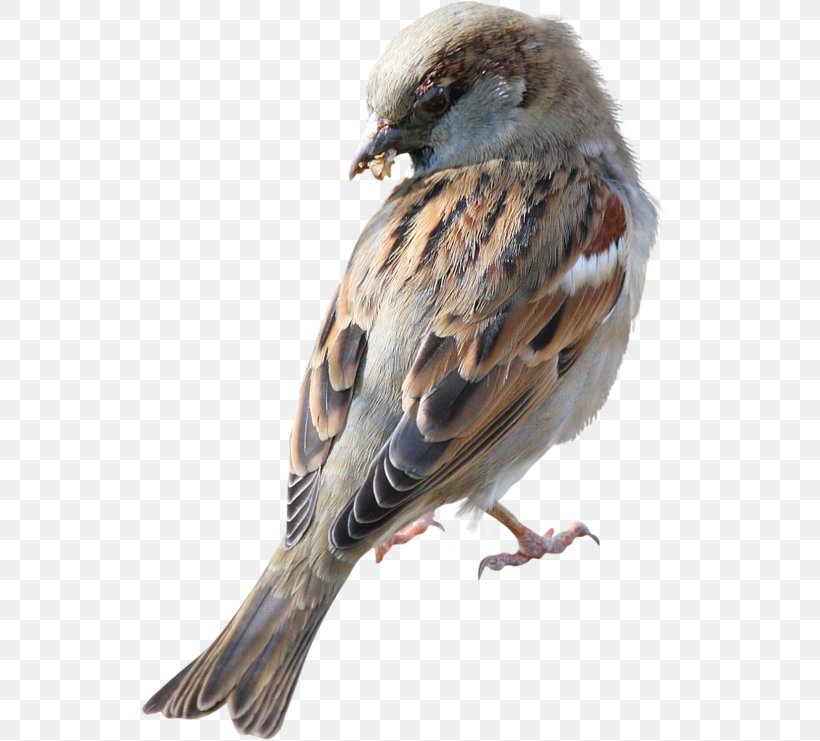 House Sparrow Bird Great Tit, PNG, 537x741px, Sparrow, Beak, Bird, Common Raven, Emberizidae Download Free