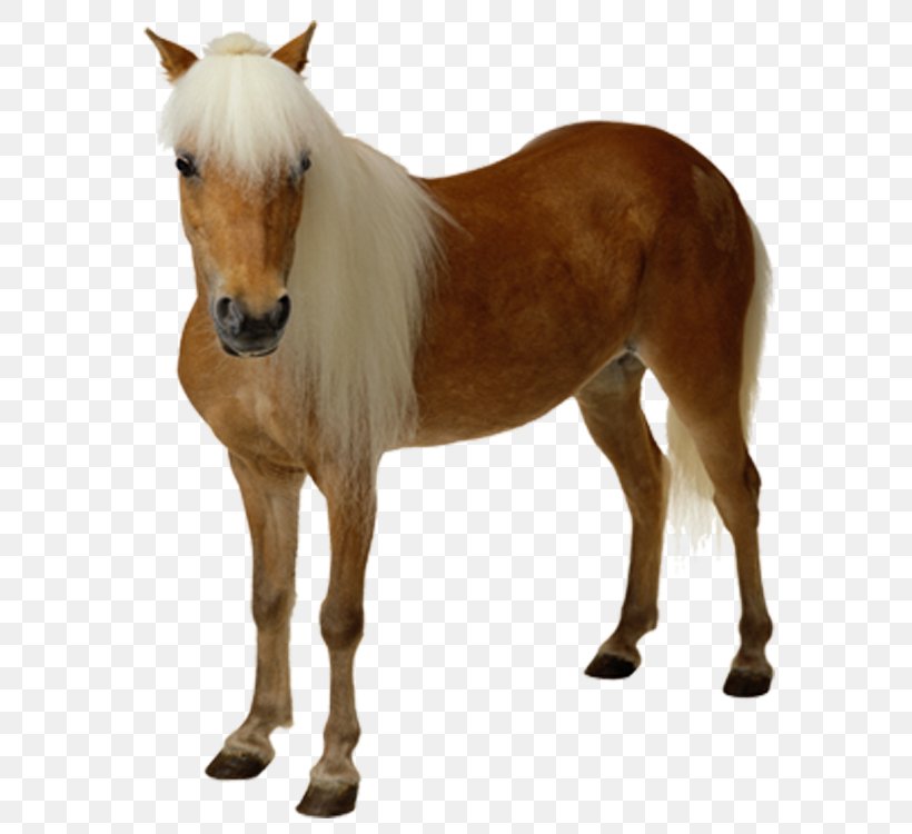 Mustang Pony Clip Art, PNG, 750x750px, Mustang, Colt, Foal, Horse, Horse Like Mammal Download Free