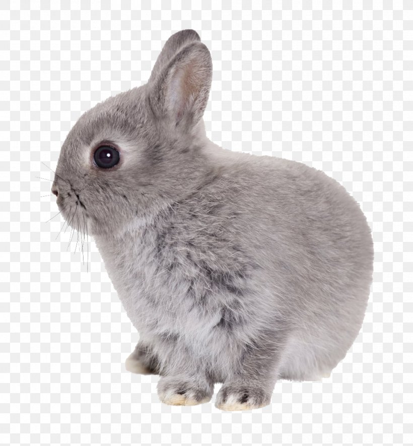 Rabbit, PNG, 960x1037px, Easter Bunny, Animal, Cat, Domestic Rabbit, Dwarf Rabbit Download Free