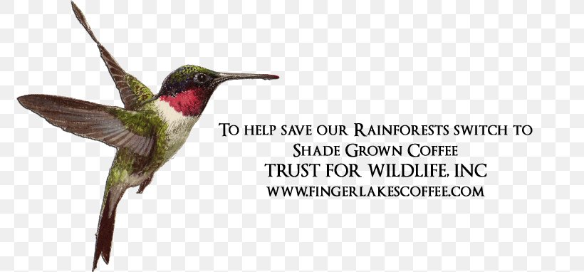 Ruby-throated Hummingbird Advertising Fauna Beak, PNG, 774x382px, Hummingbird, Advertising, Archilochus, Beak, Bird Download Free