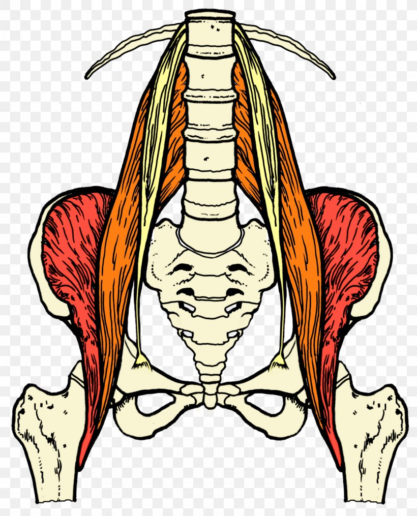 Sciatica Sciatic Nerve Lumbar Muscle Back Pain, PNG, 1131x1400px, Watercolor, Cartoon, Flower, Frame, Heart Download Free