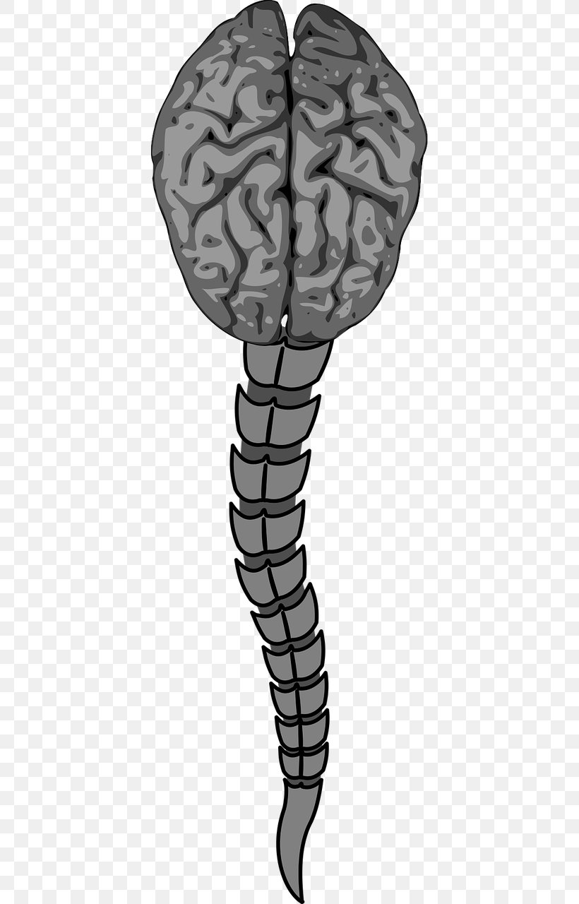 Vertebral Column Human Brain Spinal Cord Anterior Spinal Artery, PNG,  640x1280px, Watercolor, Cartoon, Flower, Frame, Heart