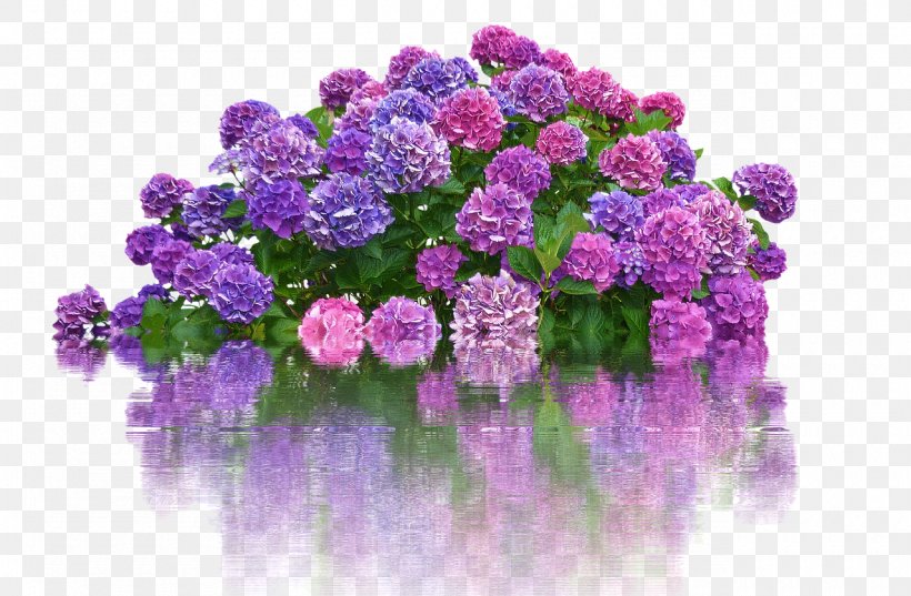 French Hydrangea Floral Design Cut Flowers Shrub, PNG, 1280x839px, French Hydrangea, Annual Plant, Blue, Cut Flowers, Floral Design Download Free
