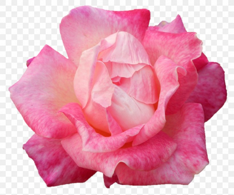 Garden Roses Cabbage Rose Floribunda Cut Flowers Petal, PNG, 1111x927px, Garden Roses, Cabbage Rose, China Rose, Chinese Cuisine, Closeup Download Free