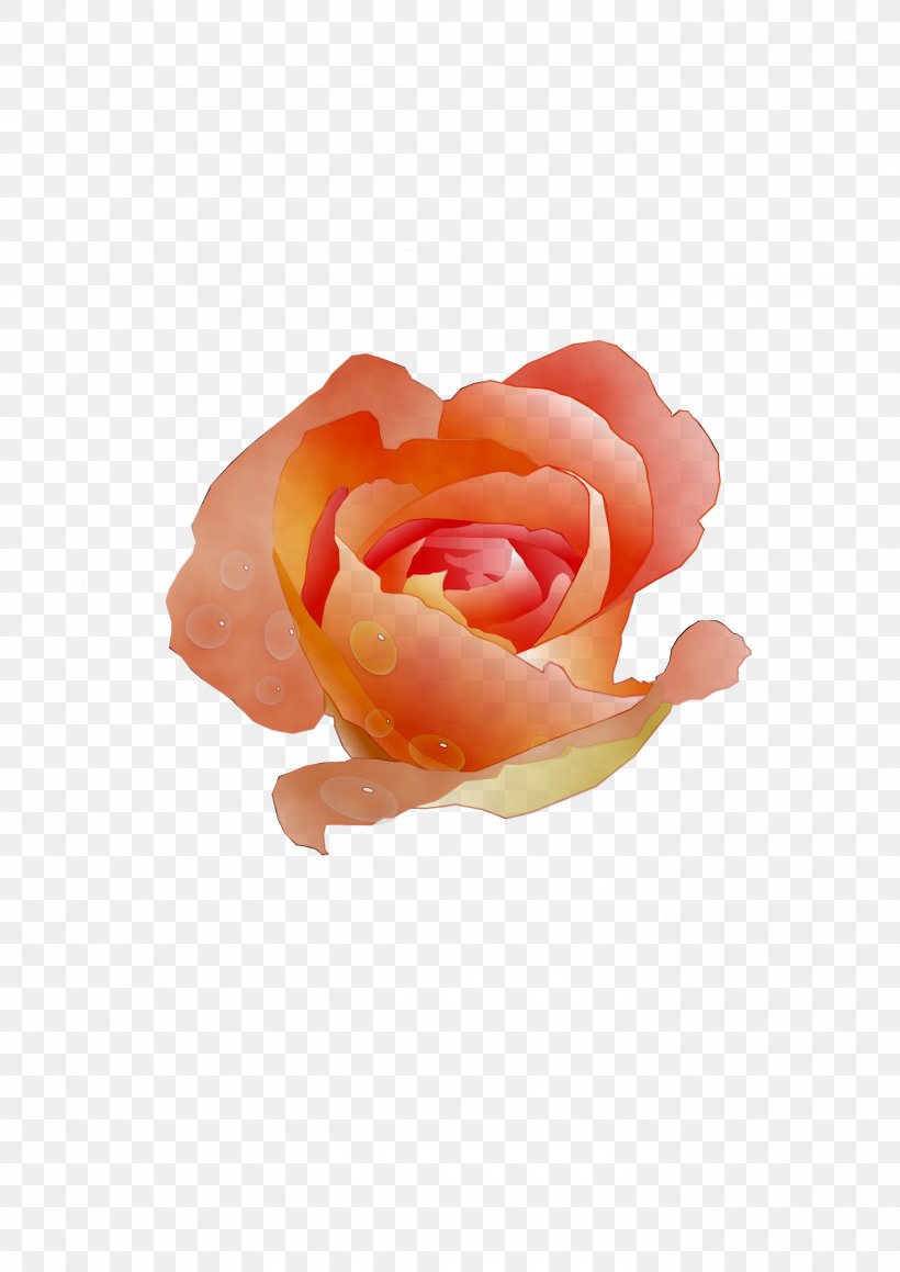 Garden Roses Cabbage Rose Petal Cut Flowers, PNG, 2784x3937px, Garden Roses, Cabbage Rose, Cut Flowers, Floribunda, Flower Download Free