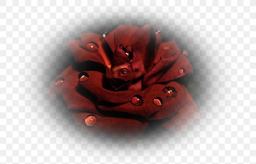 Garden Roses Flower Blog Woman, PNG, 700x525px, Garden Roses, Angel, Blog, Child, Daytime Download Free